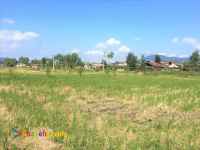 فروش شالیزار 3000 متری بر کمربندی املش