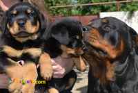 توله روتوایلر کیفیت بالا - قیمت روتوایلر اصیل