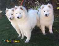 فروش توله سگ ساموید