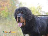 فروش سگ ماستیف تبتی بالغ و توله