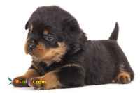 سگ روتوایلر اصیل و پوزه مکعبی 