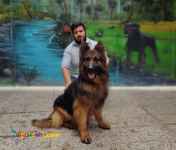 مرکز فروش سگ ژرمن شپرد شولاین و ورکلاین