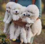 خرید و فروش توله سامویید-توله ساموید