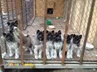 فروش امریکن اکیتا-قیمت توله اکیتا امریکن