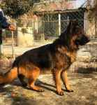 فروش بیش از 30 قلاده سگ بالغ ژرمن شپرد با مناسب ترین قیمت