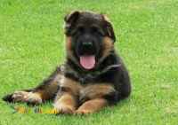 خرید سگ ژرمن شپرد سیاه , قیمت ژرمن شپرد سیاه