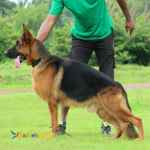 مرکز فروش سگ های نگهبان و گارد