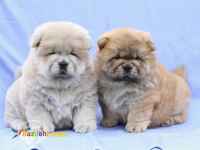 توله چاوچاو مینی