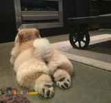 فروش چاوچاو - چاوچاو وارداتی - قیمت چاوچاو