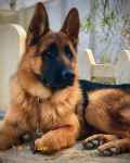 فروش توله های ژرمن شپرد ، قیمت ژرمن شولاین ، سگ