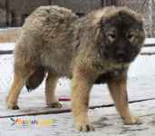 فروش سگ قفقازی وارداتی