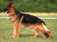 فروش توله ژرمن شولاین مو کوتاه