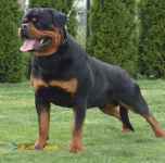 فروش روتوایلر دوساله پوزه دلقکی