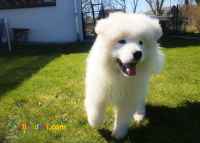 فروش سگ ساموید ، توله ساموید فوق العاده زیبا