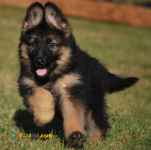 فروش توله ژرمن ، سگ ژرمن شپرد ، ژرمن اصیل
