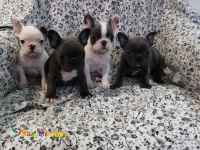 توله فرنچ بولداگ اصیل-فروش سگ فرنچ بولداگ