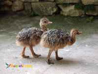 دوره آموزش پرورش شترمرغ