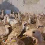 فروش جوجه بوقلمون برنز و بیوتی