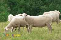 گوسفند نژاد لاکن (گوسفند شیری)