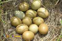 فروش تخم قرقاول در ارومیه 