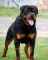 فروش سگ روتوایلر ( امریکایی - اروپایی)