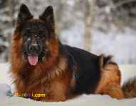 فروش سگ ژرمن شپرد شولاین و ورکلاین