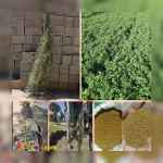 بذر یونجه با تناژ 7تن یونجه در هکتار