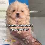 فروش سگ خانگی شیتزو سوپرفلت 