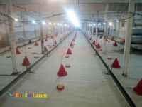 رول کاغذ مرغداری