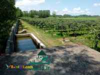 خرید مجموعه زمین باغ کیوی در گیلان