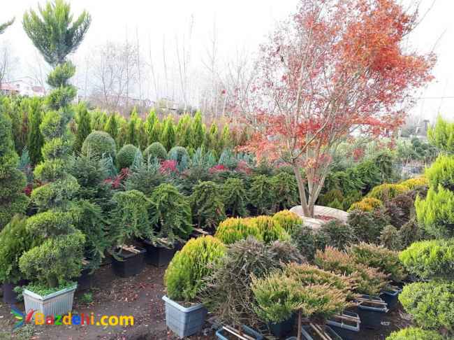 فروش گل و گیاهان زینتی فضای باز (عرضه مستقیم)درمازندران