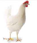 فروش مرغ تخم گذار(پولت)