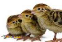 فروش جوجه بلدرچین شرکت زرین توتک 