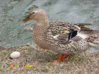 فروش جوجه اردک