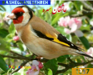 کانال تلگرامی عاشقان سهره