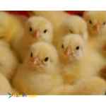 فروش جوجه یکروزه گوشتی و تخم گذار و بوقلمون بلدرچین