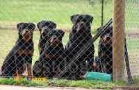 سگ های اصیل دربهترین مجموعه