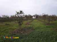 فروش باغ خرمالو 30000 متر رانکوه