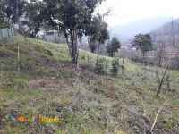 فروش زمین داخل طرح هادی 700 متر اطاقور 