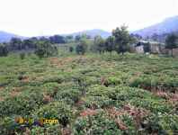 فروش زمین باغ 2 هکتاری با سند اطاقور