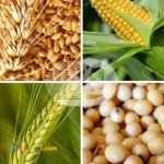 خوراک دام و طیور 