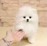 واردات سگ پامرانیان و سگ نگهبان از روسیه 