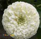 تولید و عرضه بذر انواع گل آهار