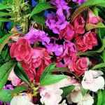 تولید بذر گل حنا