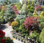 فروش گل و گیاهان زینتی فضای باز