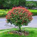 فروش گل فوتونیا( گیاه سه رنگ) همه سایز، همه طرح، مستقیم و بدون واسطه