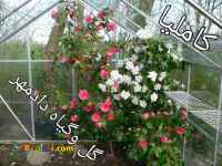 فروش گل کاملیا (سرخ _ سفید) همه سایز، بدون واسطه
