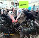  فروش کلی و جزئی بوقلمون 