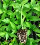 تولید و عرضه انواع نشاء و میوه هندوانه