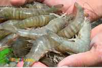 دوره آموزشی پرورش میگو